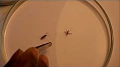 Día Mundial de la Malaria