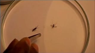 Día Mundial de la Malaria