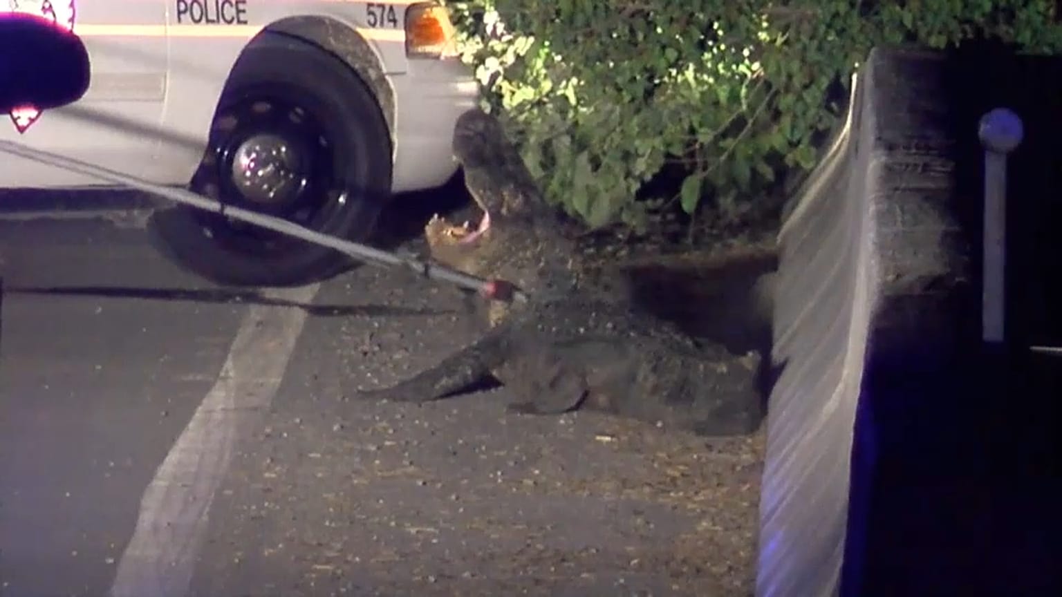 alligator caused a road closure