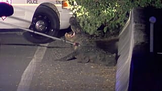 alligator caused a road closure