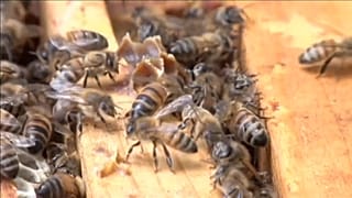 EU verbietet wegen Bienensterben drei Insektenmittel