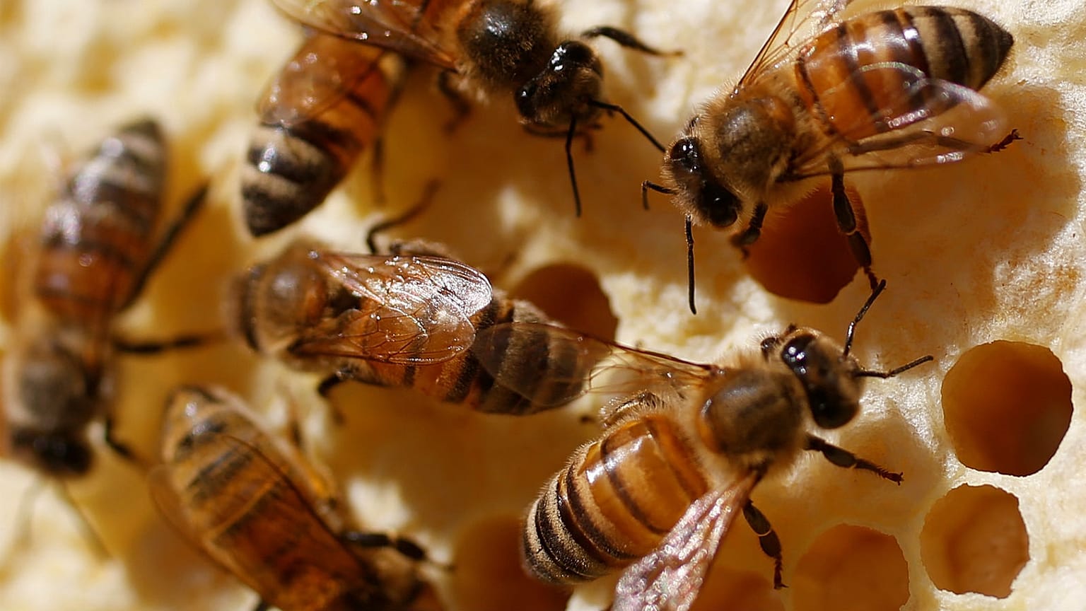 Environmentalists buzzing after EU bans 'bee-harming pesticides'