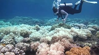 Saving Nemo