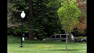 Mais où est passé l'arbre de l'amitié Macron-Trump ? 