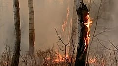 В России не стихают лесные пожары