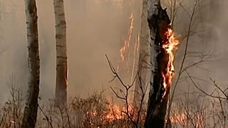 В России не стихают лесные пожары