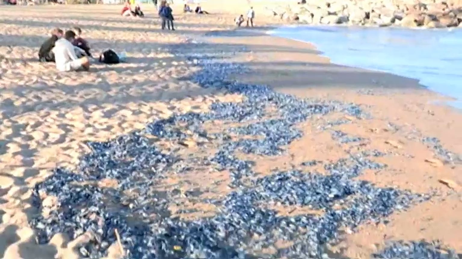 Invasión de medusas en las playas de Barcelona y Tarragona