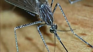 Σε συναγερμό για το κουνούπι-«τίγρης»