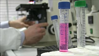 Auch in Europa: Tigermücke sticht zu 