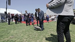 Éhes pelikánok egy malibui diplomaosztón