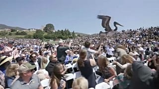پلیکان‌ها در جشن فارغ‌التحصیلی دانشگاه
