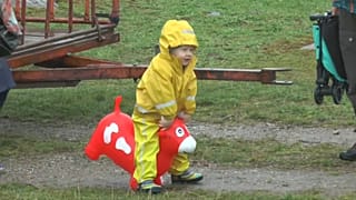 Schweden: Die Kühe sind los