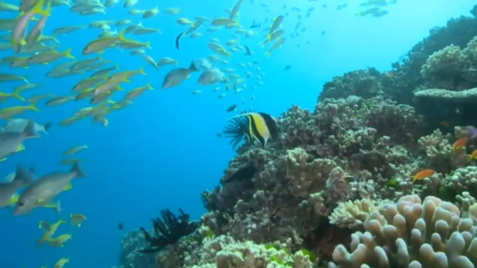 Lluvia de millones para salvar la Gran Barrera de Coral