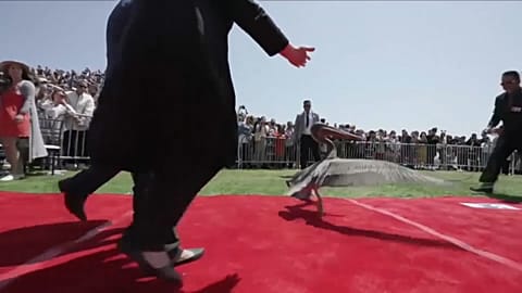Pelican crashes US university graduation