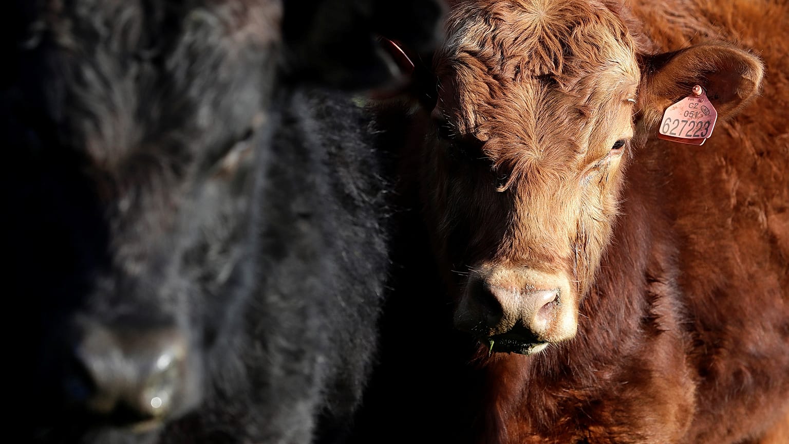 Gli allevatori Ue al bivio della nuova Politica agricola