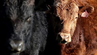 Gli allevatori Ue al bivio della nuova Politica agricola
