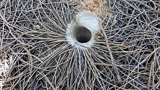 Älteste Spinne der Welt stirbt nach 43 Jahren in ihrem Loch