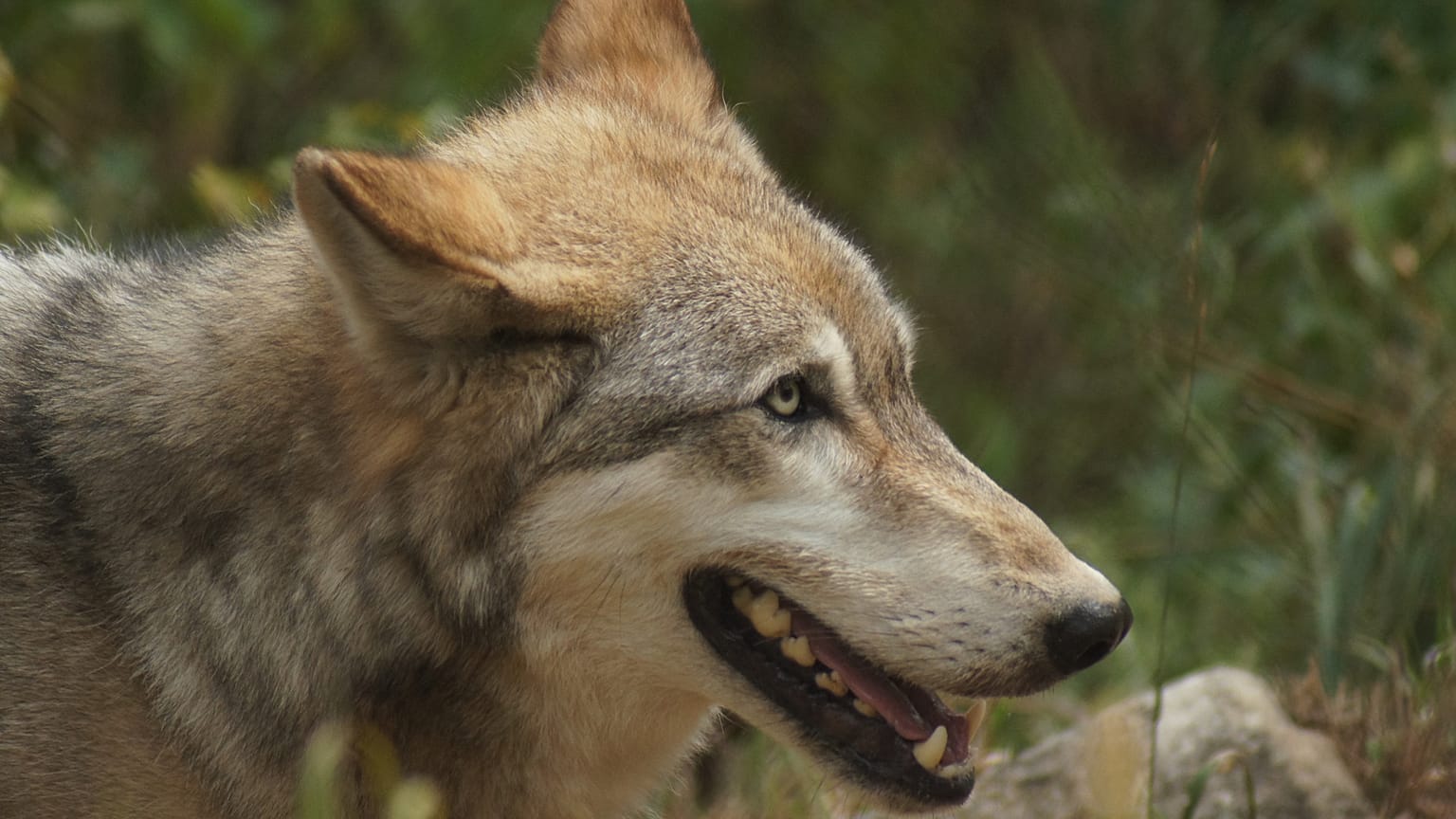 Bild eines Wolfes von David Williss