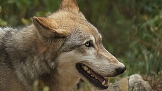 Bild eines Wolfes von David Williss