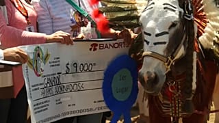 المكسيك.. مسابقة لتكريم الحمير الكادحة في يوم العمال 
