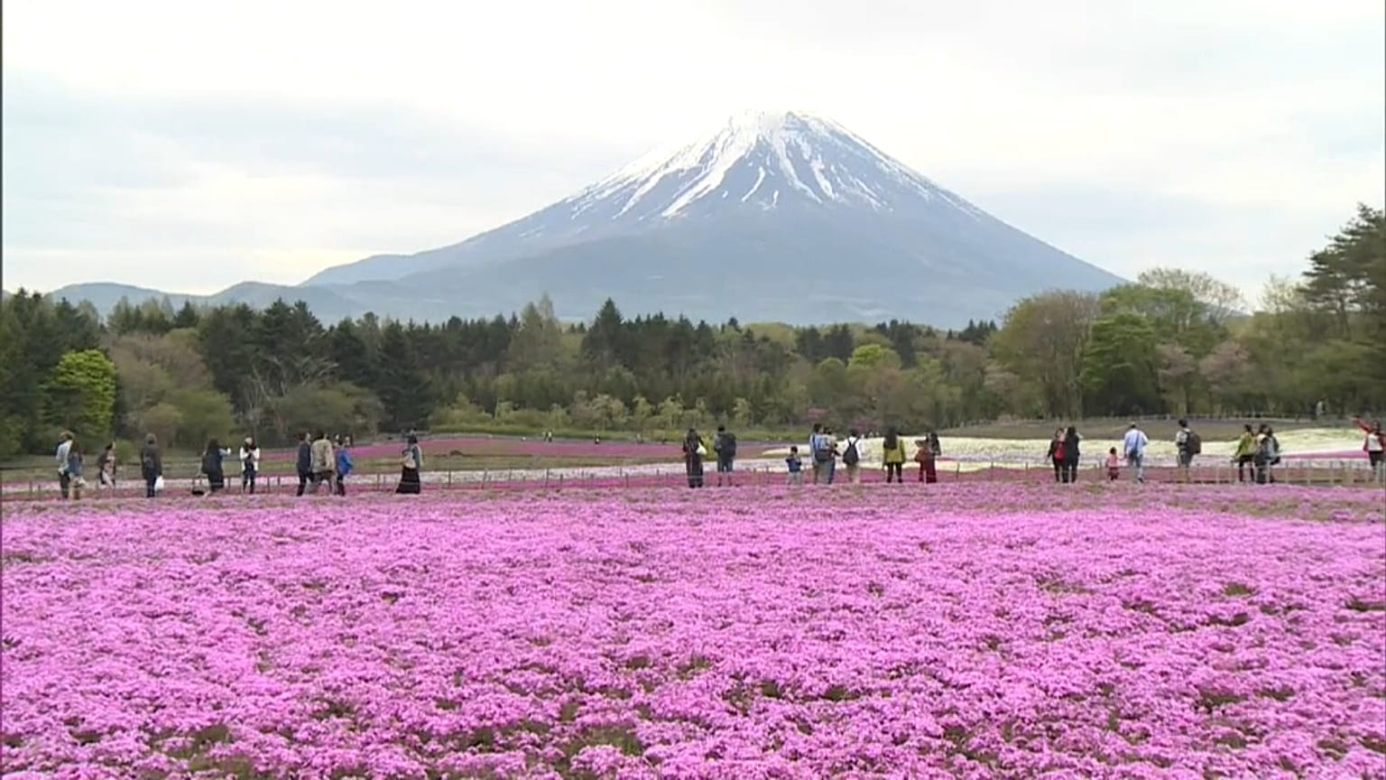 Kirschblütenzeit in Japan