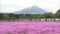 Um jardim rosa vivo aos pés do Monte Fuji