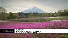 Au pied du Mont Fuji, un splendide festival floral