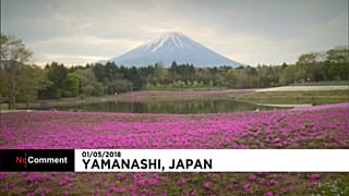 Au pied du Mont Fuji, un splendide festival floral