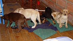 Vet charged in US for smuggling heroin in puppies' bellies