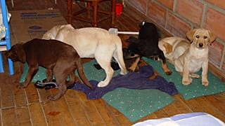 Vet charged in US for smuggling heroin in puppies' bellies