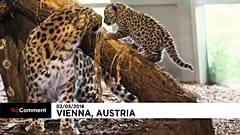 Aumenta la familia del Zoo de Viena