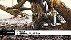 Autriche : naissance de deux léopards de l'Amour au zoo de Vienne