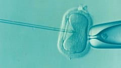 Man told to pay child support to ex-wife despite IVF dupe