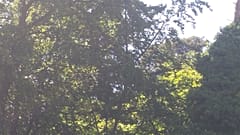Einen Tag lang im Wald vermisst: Die drei 4-Jährigen sind wieder da!