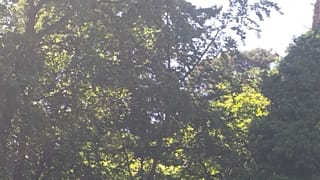 Einen Tag lang im Wald vermisst: Die drei 4-Jährigen sind wieder da!