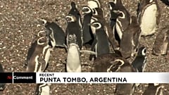 Punta Tombo, el paraiso de los pingüinos