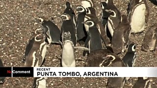 Punta Tombo, el paraiso de los pingüinos