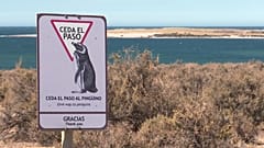 Macellan Penguenleri'nin güvenli limanı: Punto Tombo