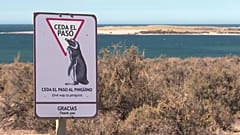 Take a look around Patagonia's biggest penguin colony