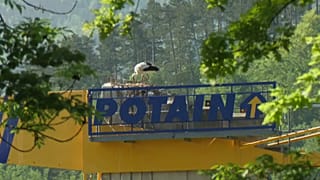 La cigogne, la grue et les trois oeufs