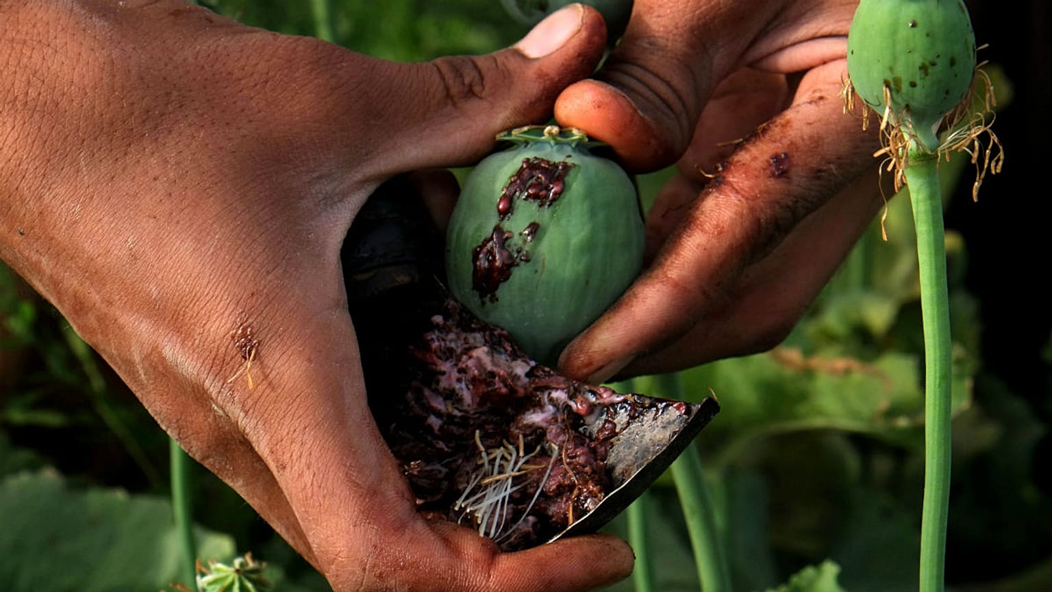 در افغانستان سه میلیون نفر از مواد مخدر استفاده می‌کنند