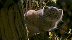 Погладь кота, британец!