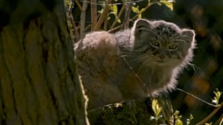 Погладь кота, британец!