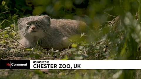 Les nouveaux locataires du zoo de Chester