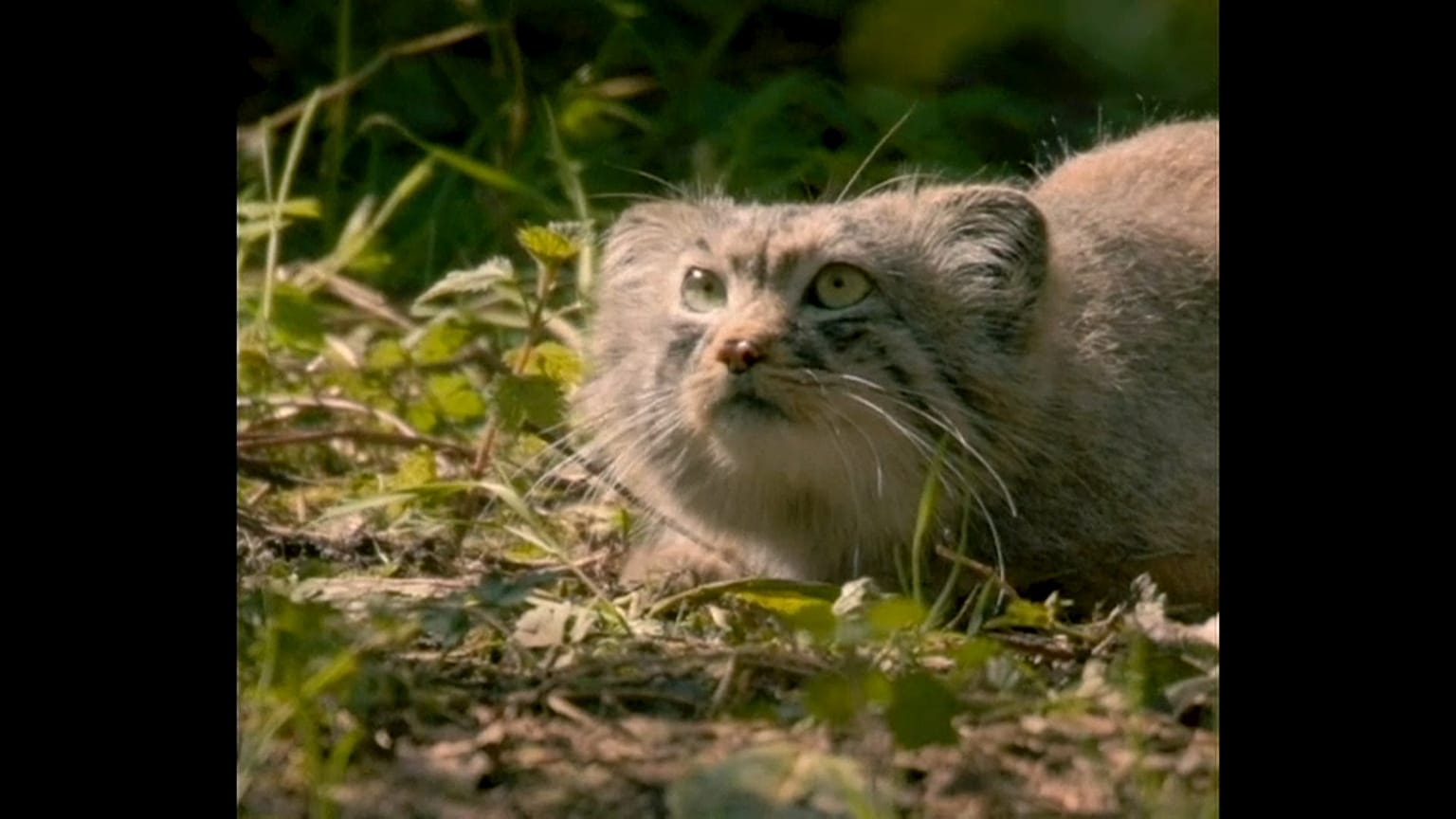 Rare Pallas cats debut at Chester Zoo