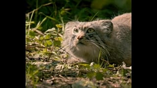 Rare Pallas cats debut at Chester Zoo