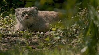 Estes quatro gatos selvagens são as novas estrelas do zoo de Chester