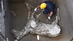 Il cavallo di Pompei