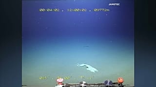 Bolsas de plástico en la fosa de las Marianas, el lugar más profundo de la Tierra