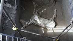 Помпейскую лошадь хорошо кормили